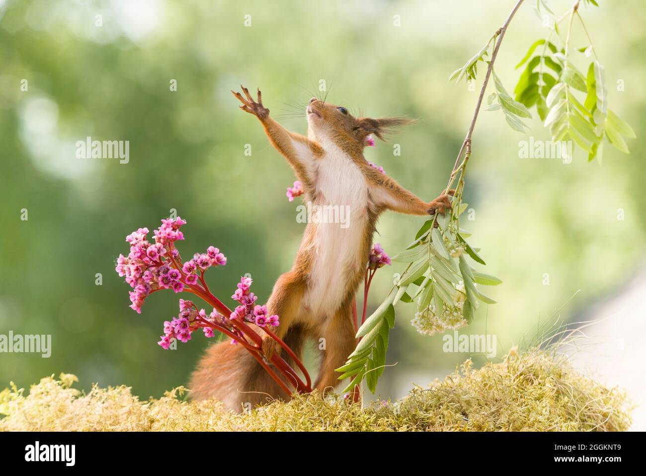 red squirrel is reaching up between Bergenia Stock Photo