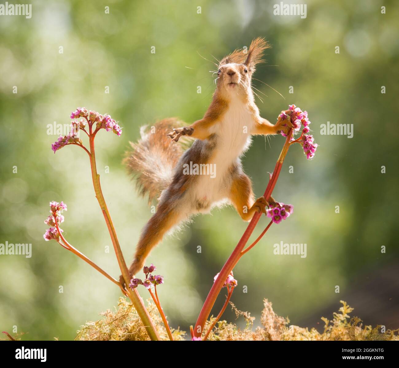 red squirrel is climbing in an Bergenia Stock Photo