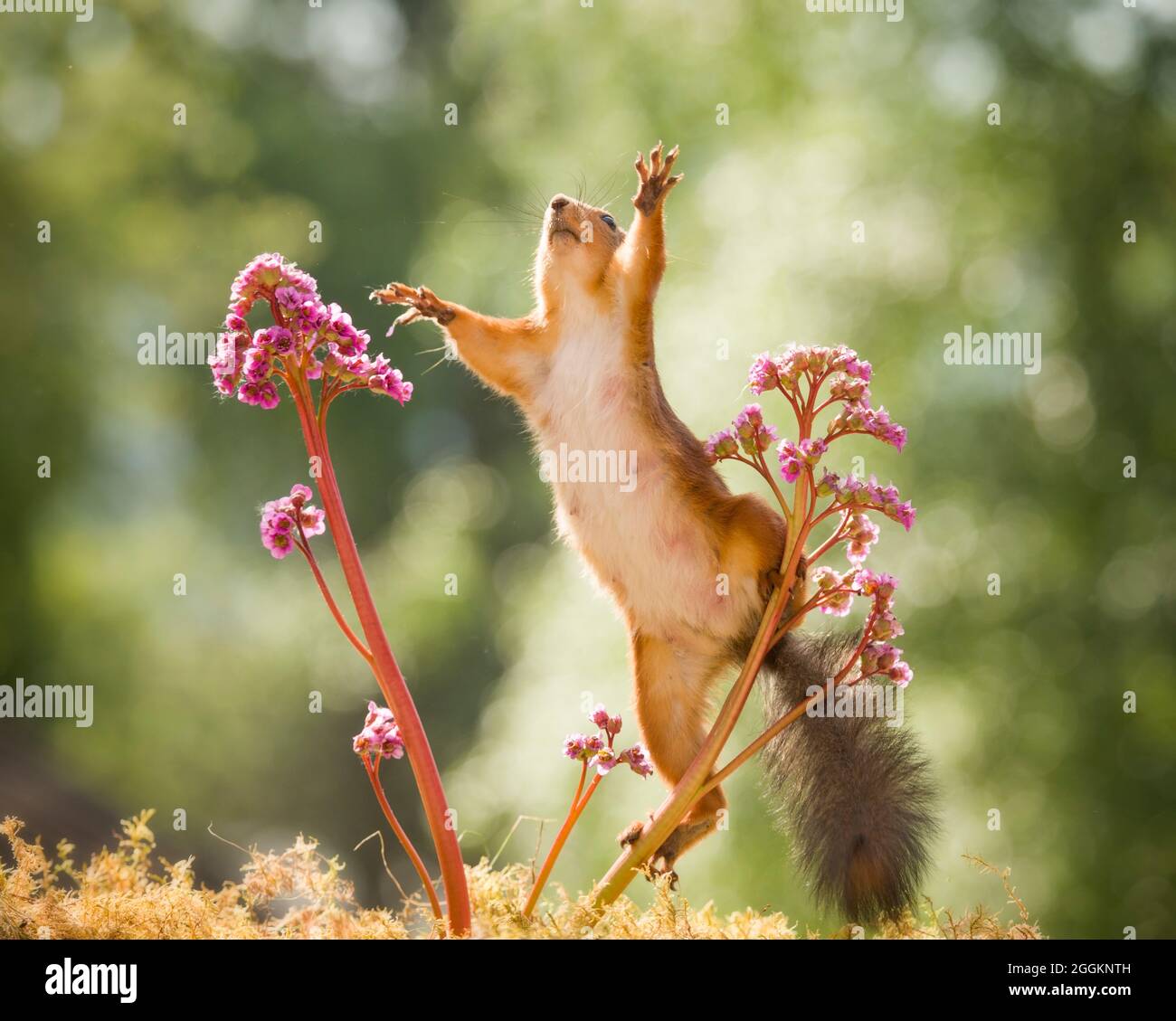 red squirrel reaching out between Bergenia Stock Photo