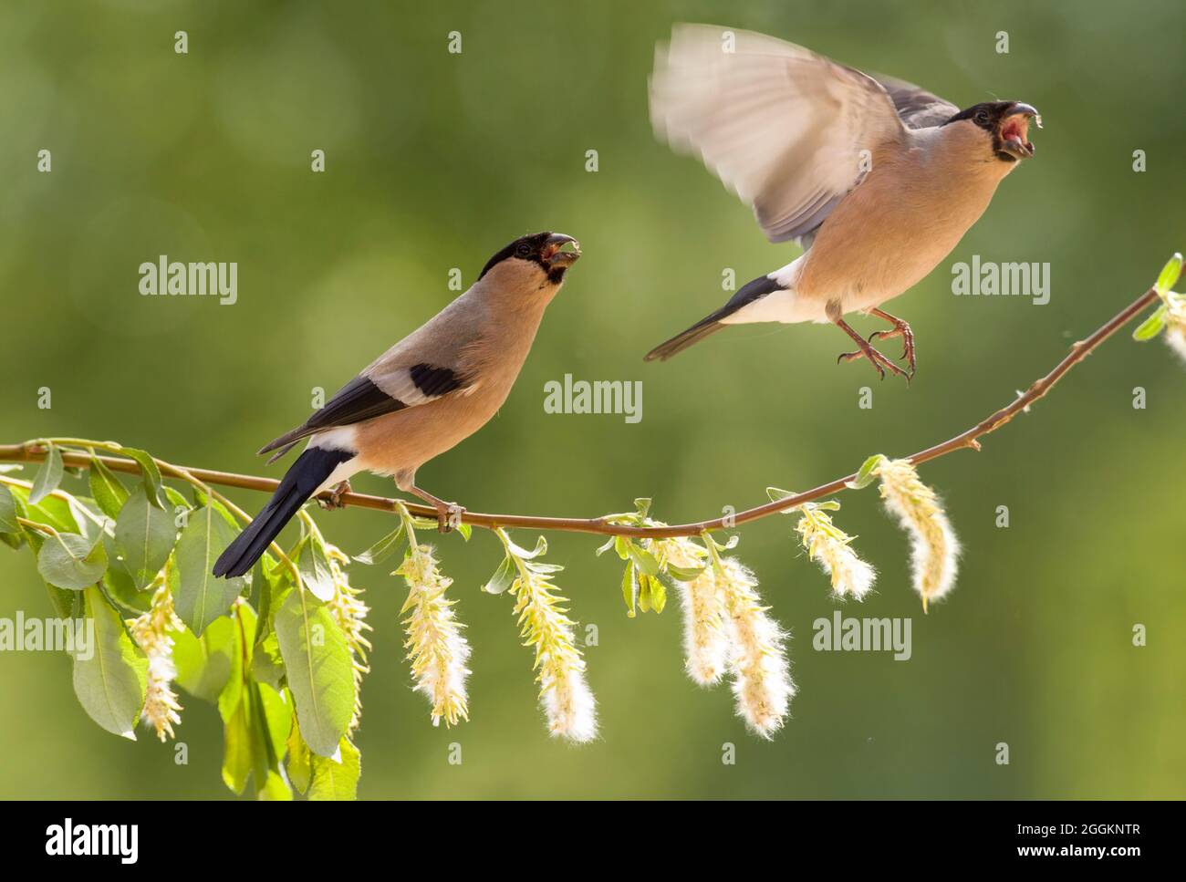 two female bullfinch with a willow branch Stock Photo