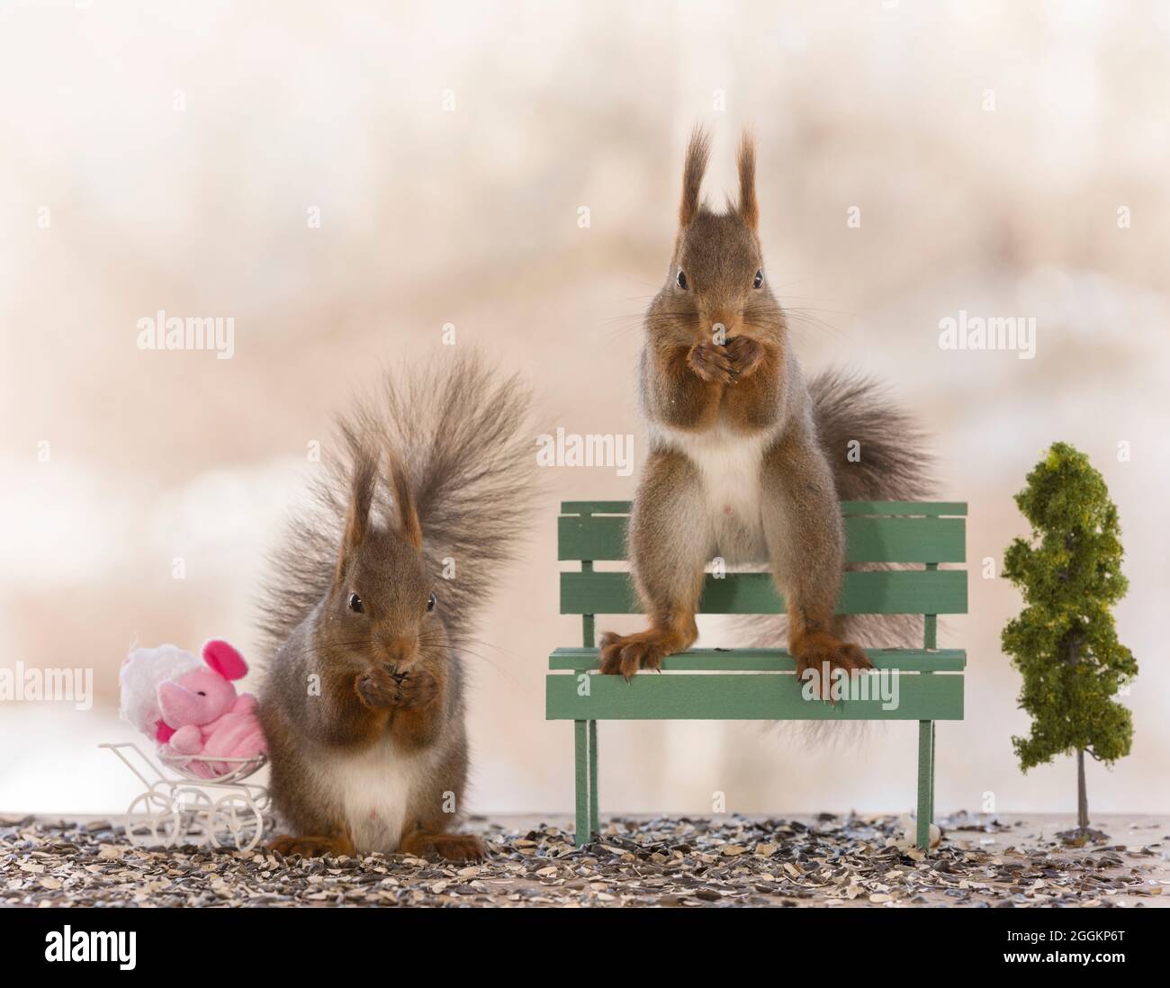 red squirrel are together on an bench Stock Photo