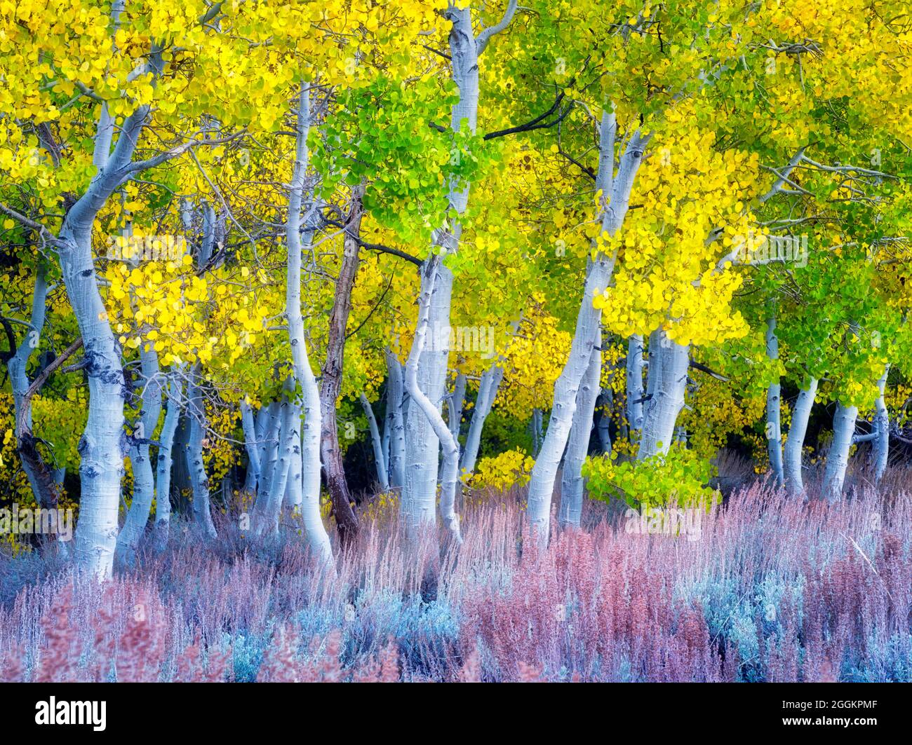 Fall colored aspens and sagebrush. Eastern Sierra Nevada mountains, California Stock Photo