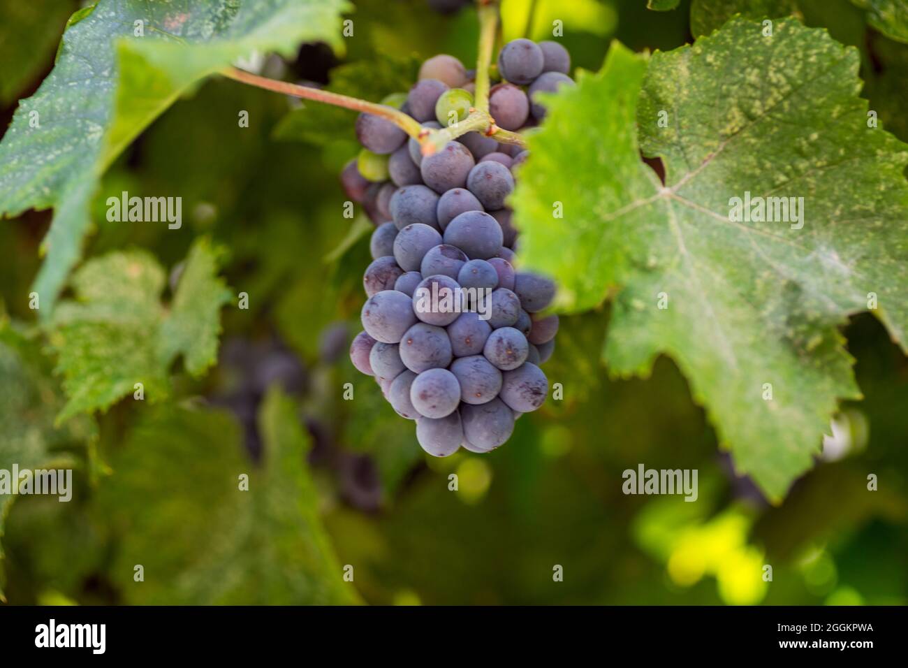 The new vintage wine grape variety is ready Stock Photo - Alamy