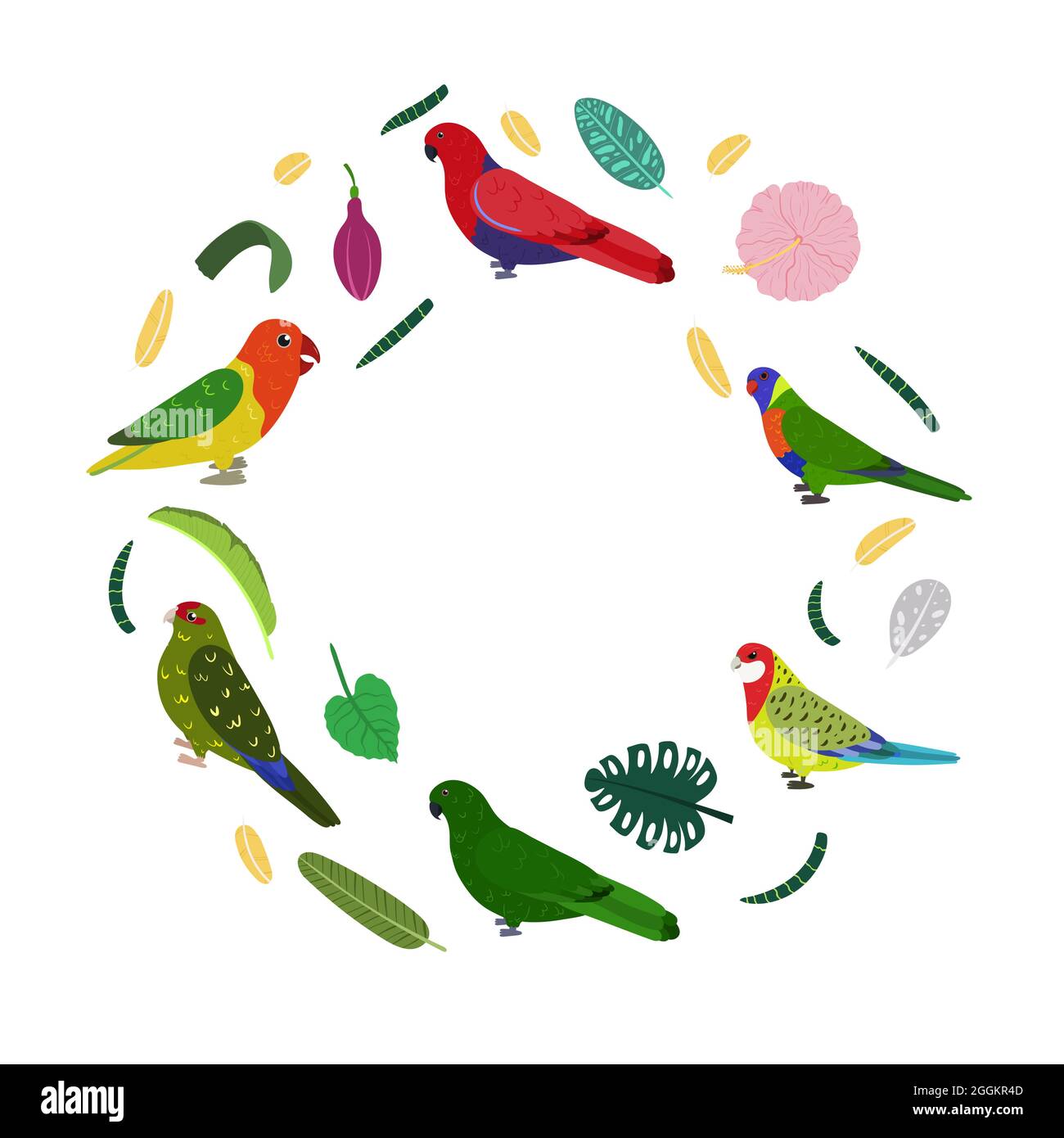 Design template with parrots in circle for kid print. Round composition of tropical birds kakariki, loriiane, eclectus and rosella. Vector set of jungle life in cartoon style. Stock Vector