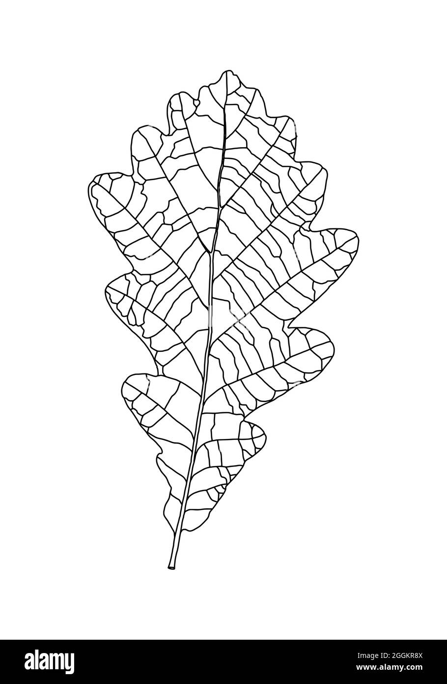 Linear graphic oak leaf pattern with veins isolated on white background ...