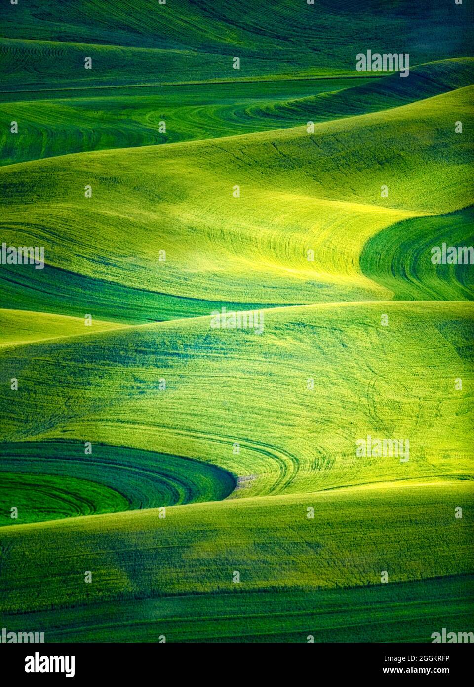 Large field of wheat. The Palouse near Colfax, Washington Stock Photo