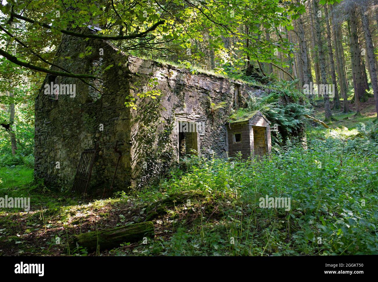 Derelict farmhouse in Eairy Beg Plantation in the Isle of Man in summer Stock Photo