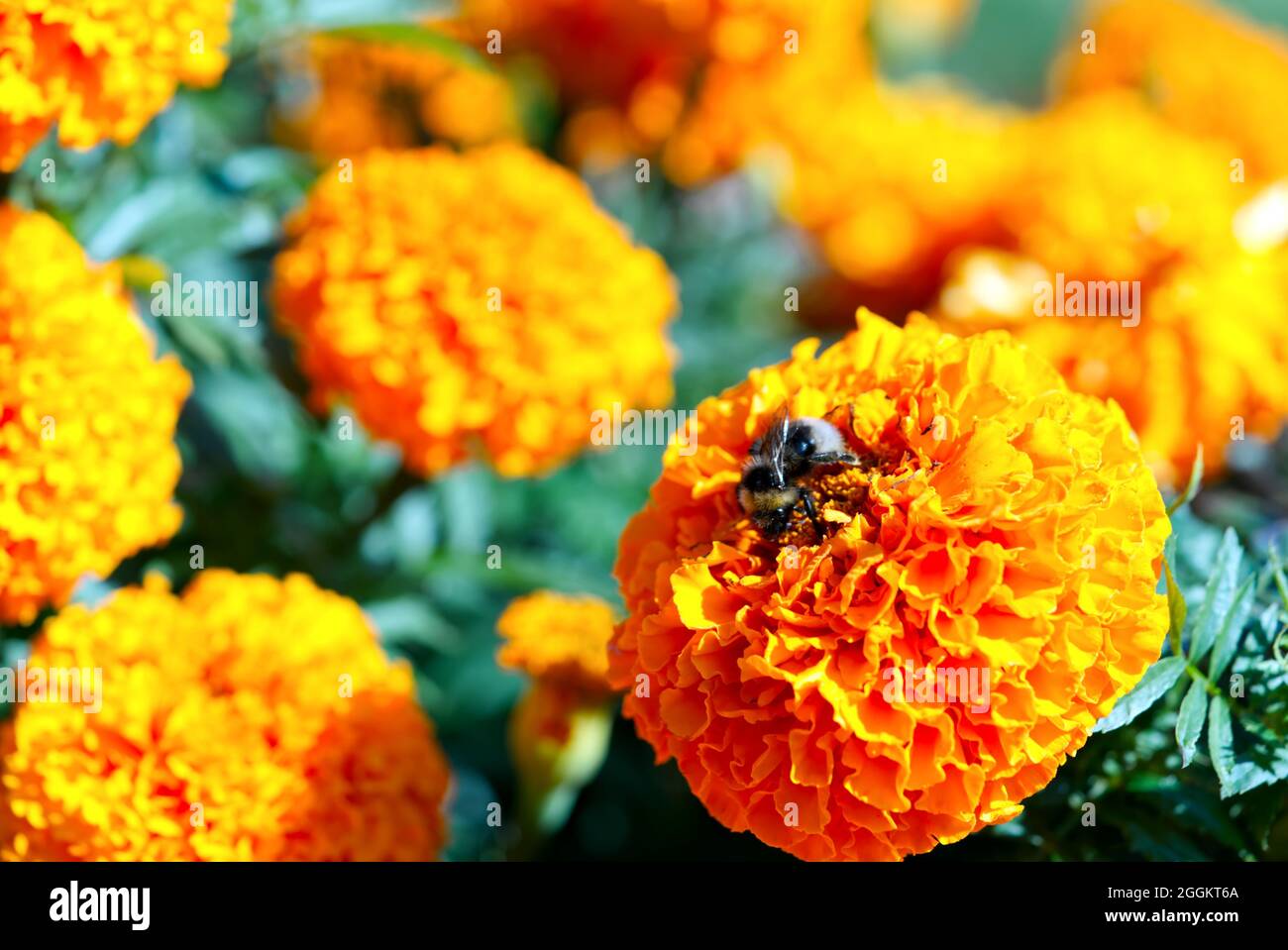 African marigold tagetes erecta hi-res stock photography and images - Alamy