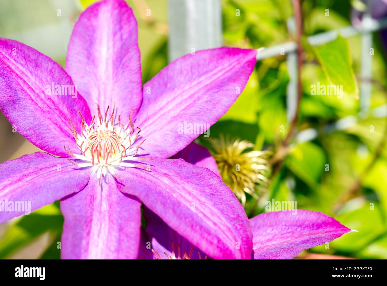 Sugar Candy Clematis pink flowers. Stock Photo