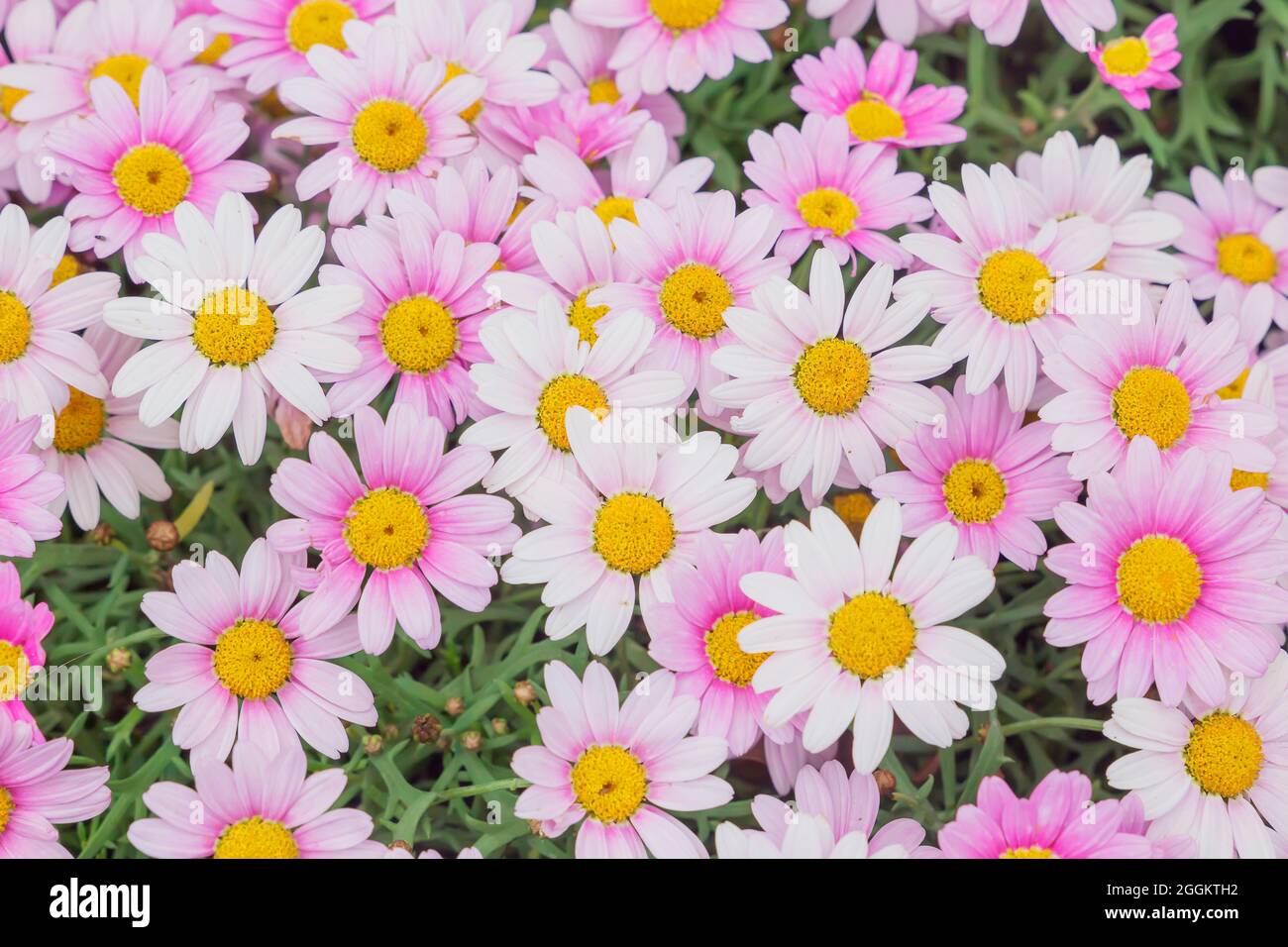 White Daisies and Pink Daisies in full bloom, Genoa, Liguria, Italy Stock Photo