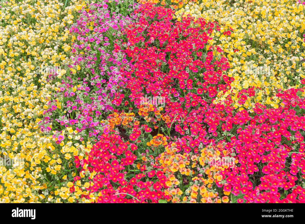 Flowers field in full bloom, Genoa, Liguria, Italy, Europe Stock Photo