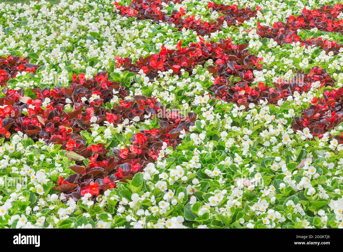 Begonia flowers field in full bloom, Genoa, Liguria, Italy, Europe Stock Photo