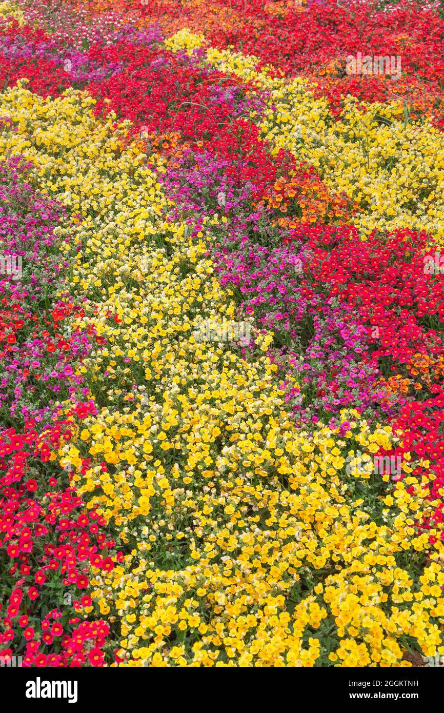 Flowers field in full bloom, Genoa, Liguria, Italy, Europe Stock Photo