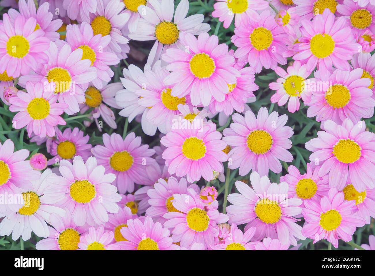 White Daisies and Pink Daisies in full bloom, Genoa, Liguria, Italy Stock Photo