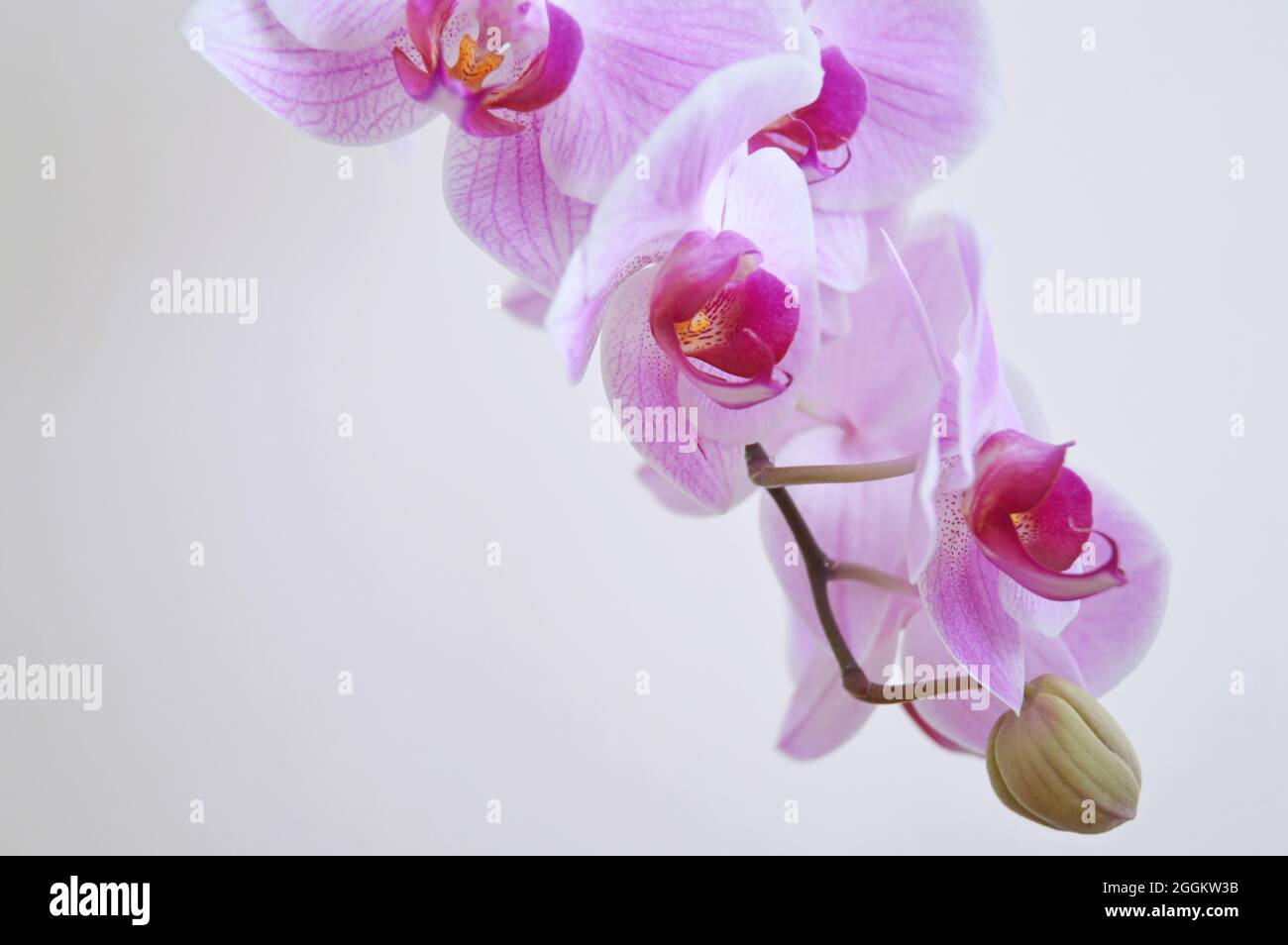 Hanging Orchid 2 Stock Photo