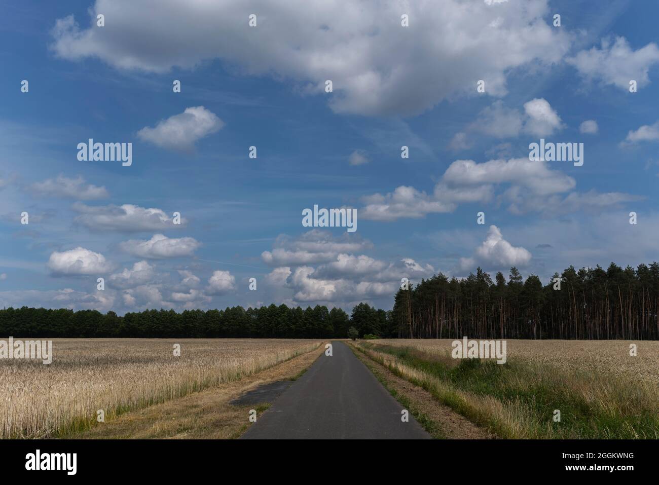 Cycle path in summer between agricultural land Stock Photo