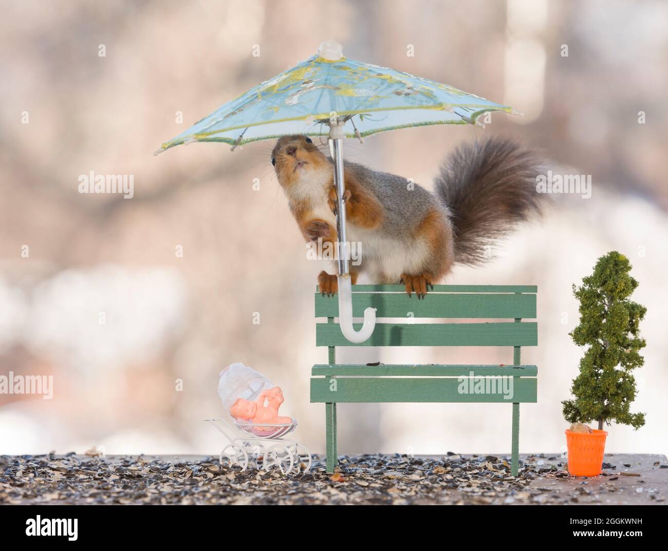 red squirrel is holding an umbrella on an bench Stock Photo