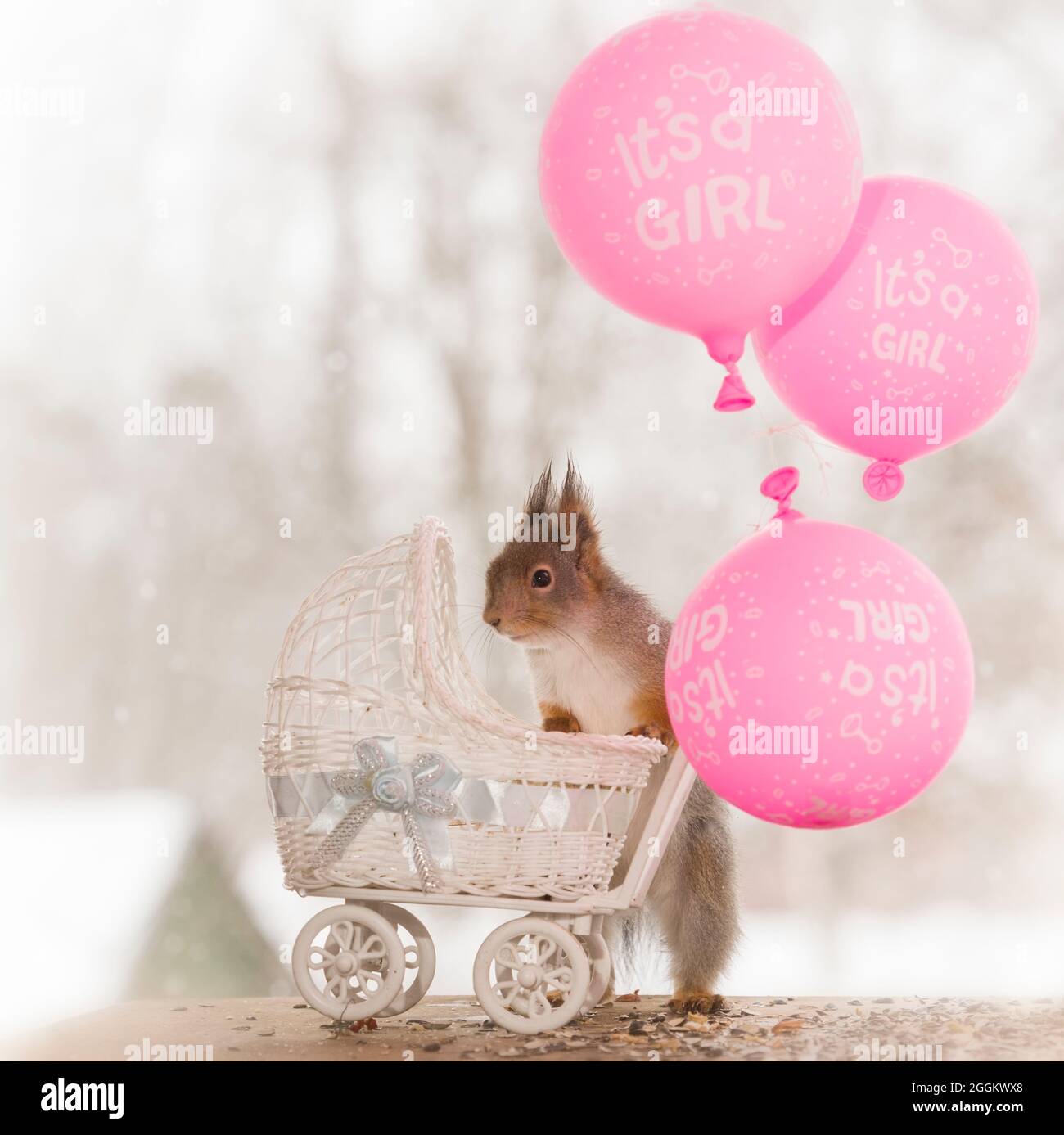 red squirrel and an stroller reaching an balloon Stock Photo