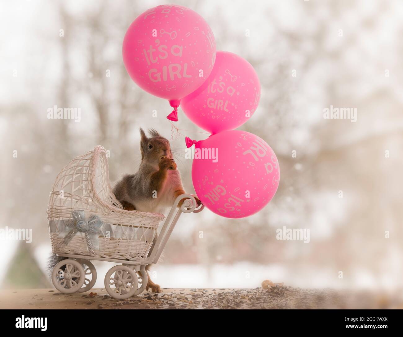 red squirrel in an stroller holding balloons Stock Photo