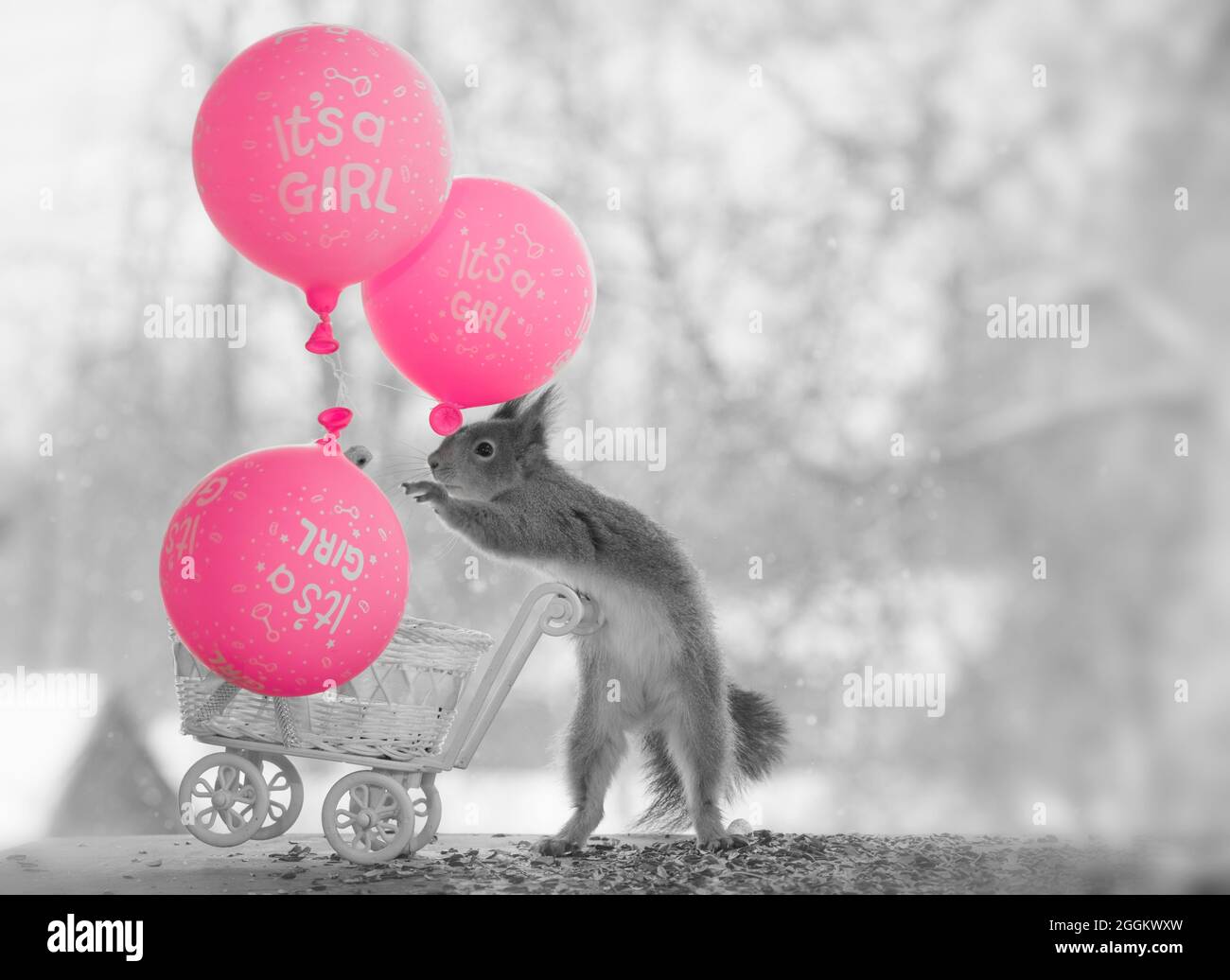 red squirrel holding an stroller reaching an balloon Stock Photo
