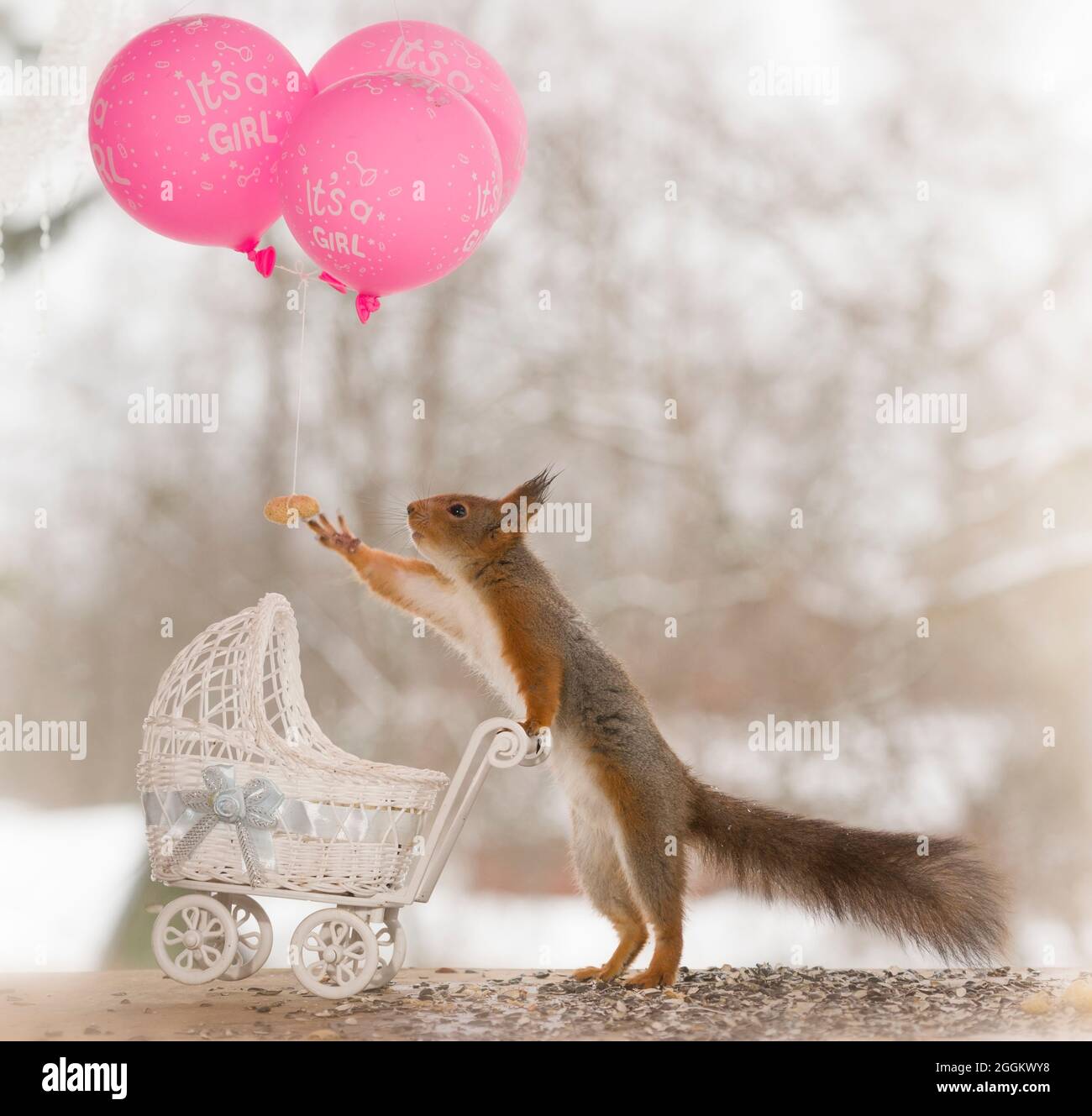red squirrel with an stroller reaching an balloon Stock Photo