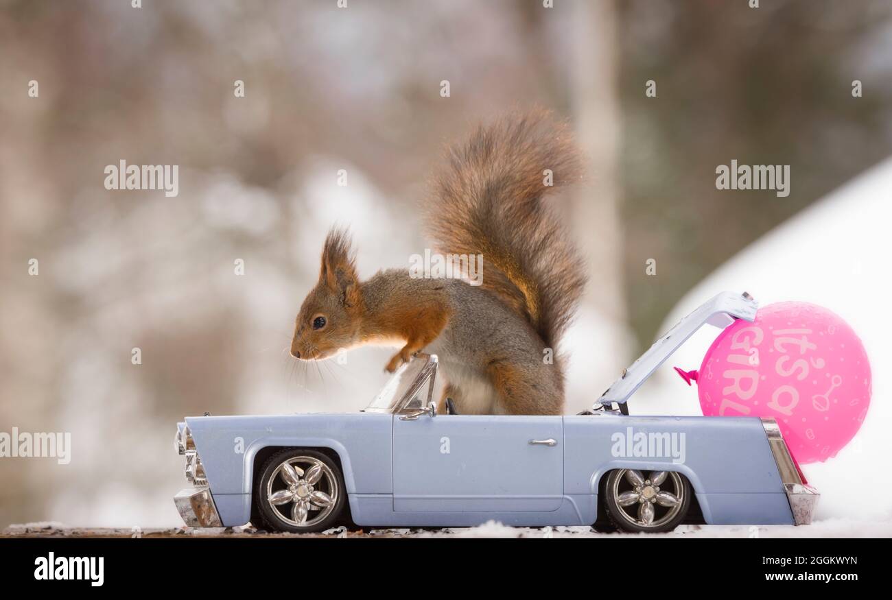 red squirrel in an car with balloon with text Stock Photo