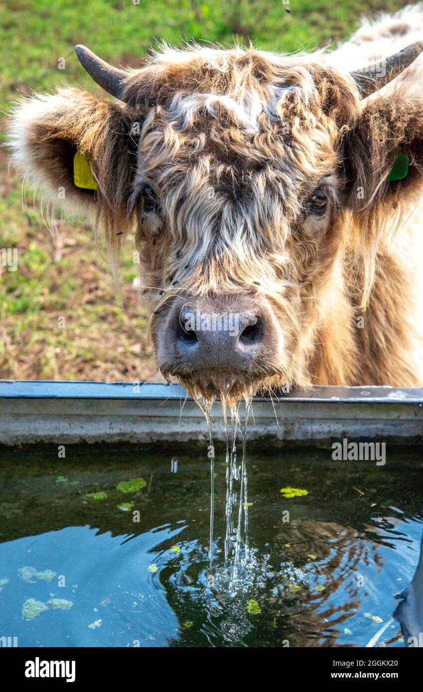 A thirsty fluffy calf drinks from a water trough, on a hot summer's afternoon in the south west of England. Stock Photo