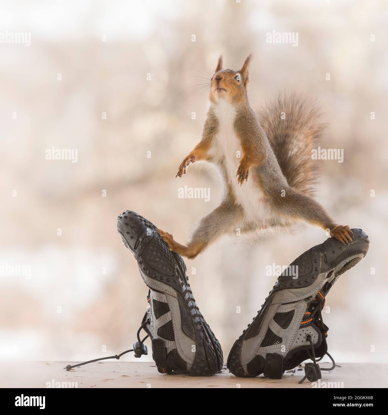 red squirrel between sport shoes in an split Stock Photo Alamy
