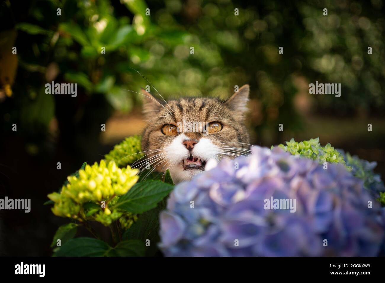 cute tabby white british shorthair cat behind blossoming hydrangea ...