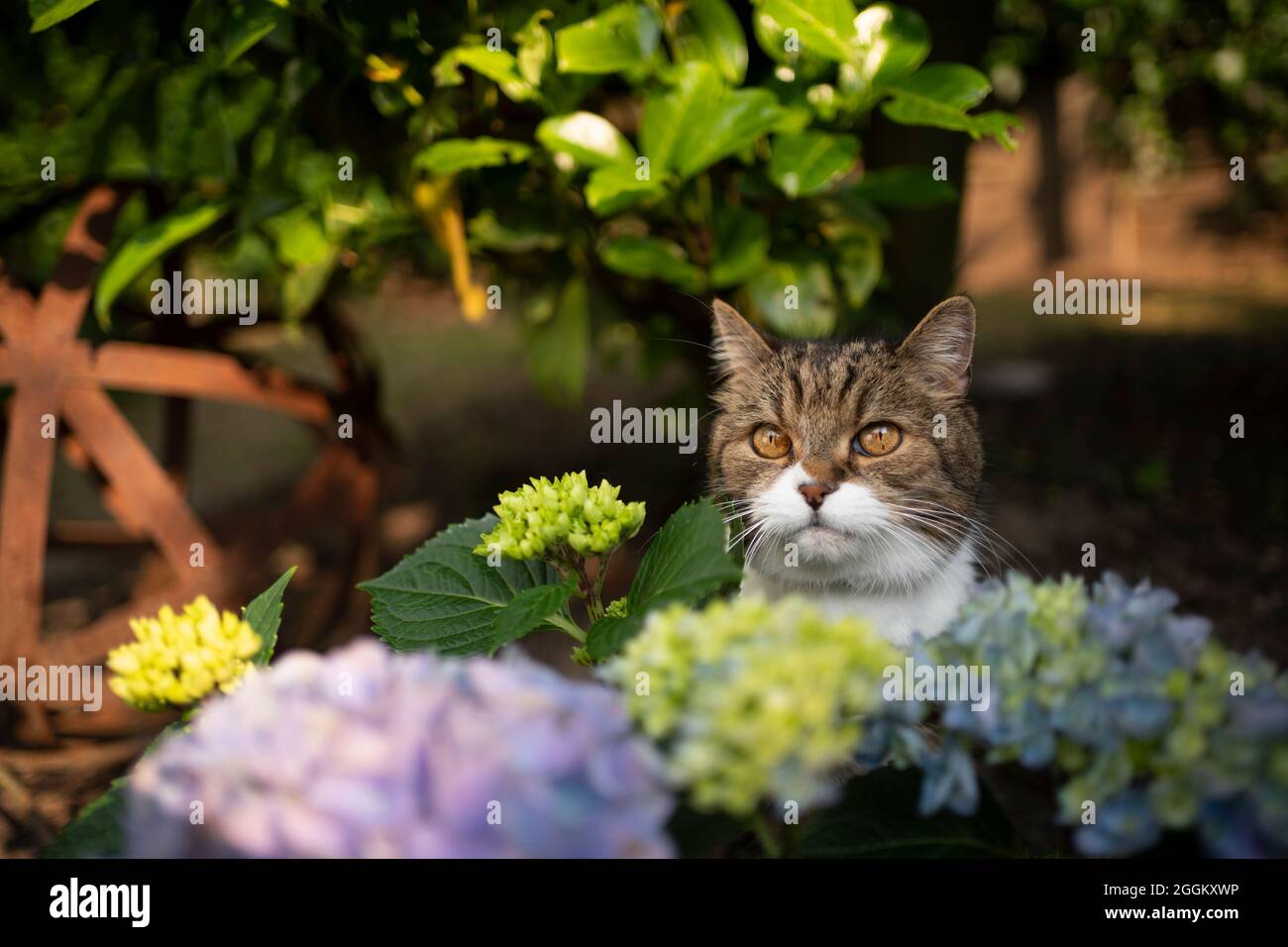 cute tabby white british shorthair cat behind blossoming hydrangea plant outdoors in the garden Stock Photo