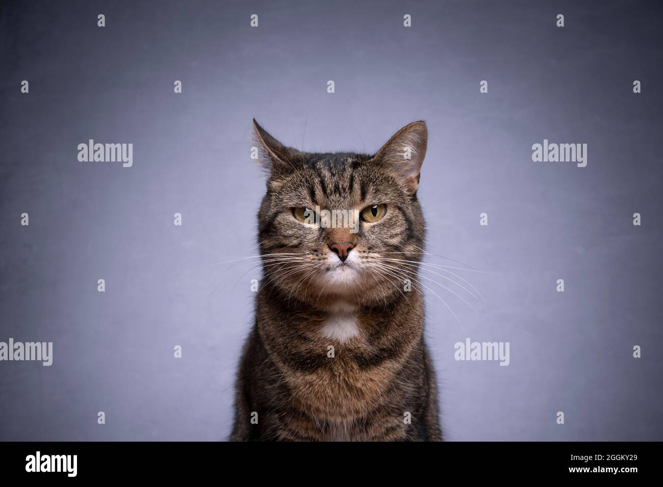 Angry face of a walking white and black Domestic short-haired cat on the  grass in blur background. Stock Photo by wirestock