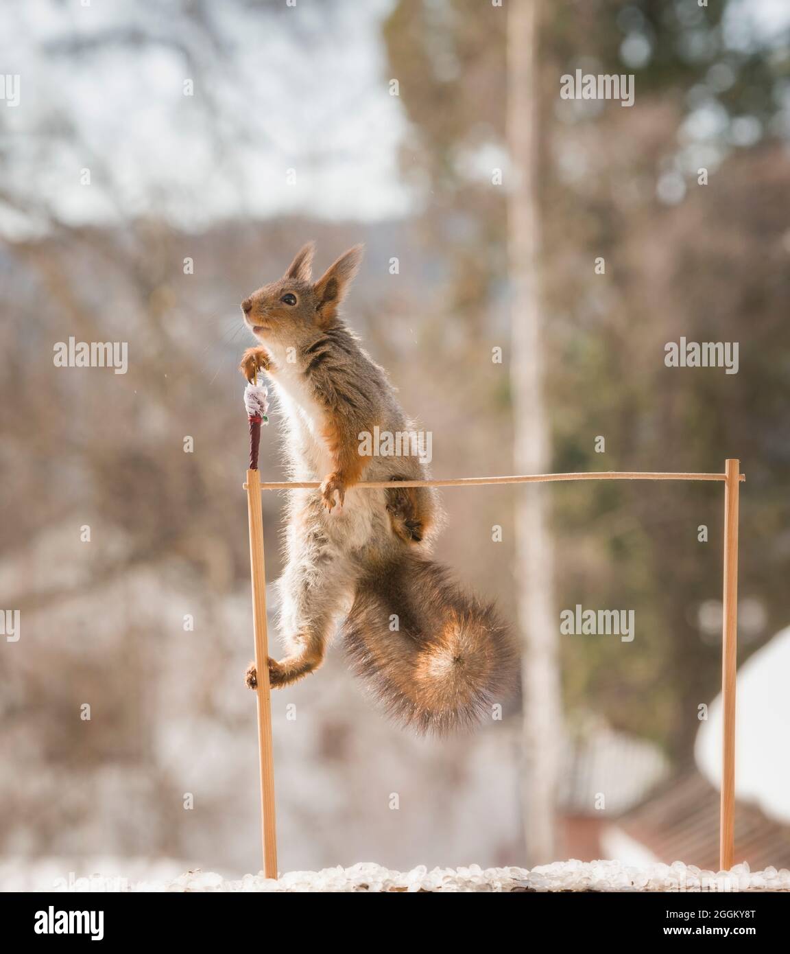 red squirrel is holding a umbrella on washing line Stock Photo