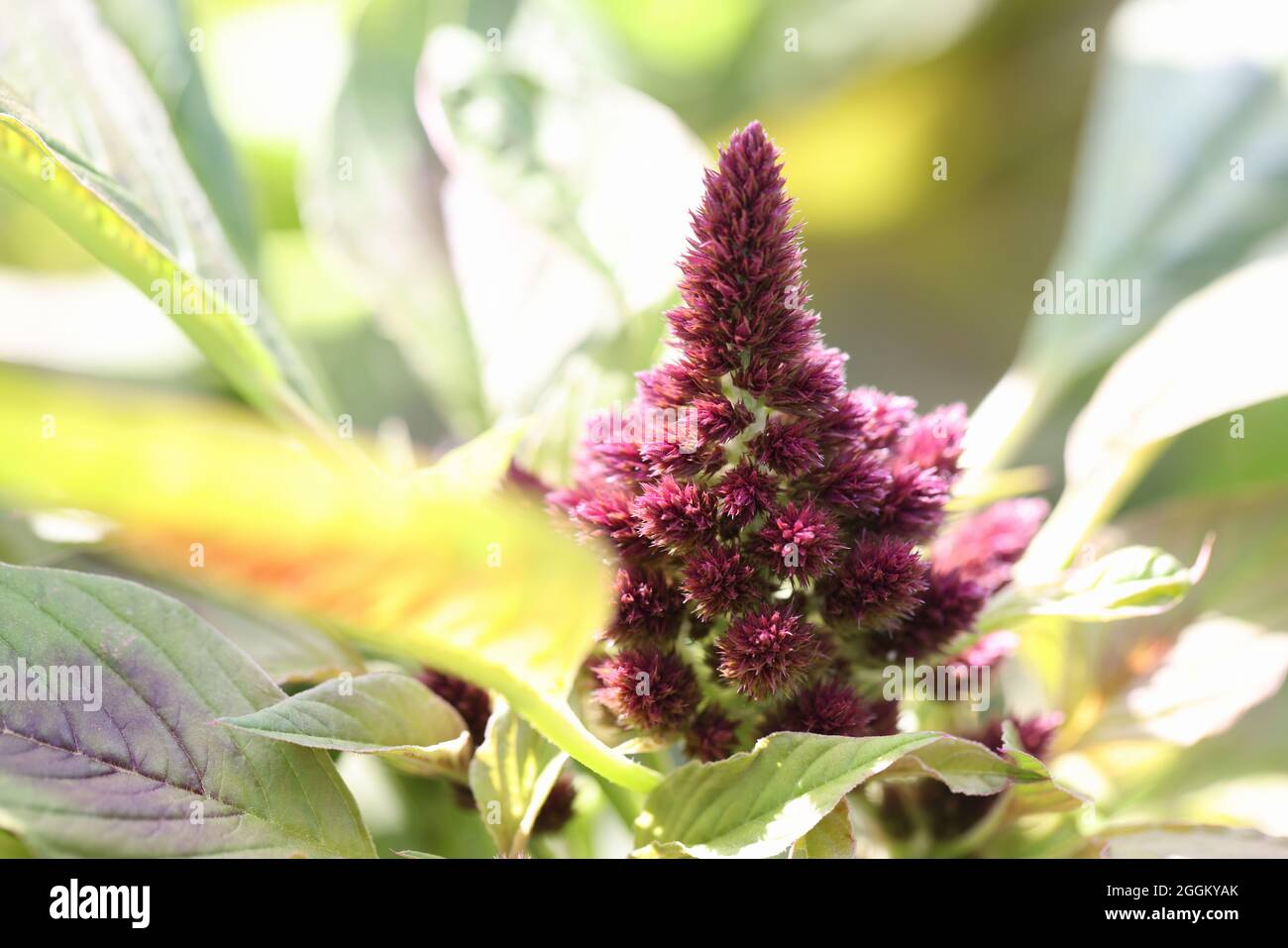 Beautiful flower comb or Celosia cristata with green leaves blooming in garden closeup Stock Photo