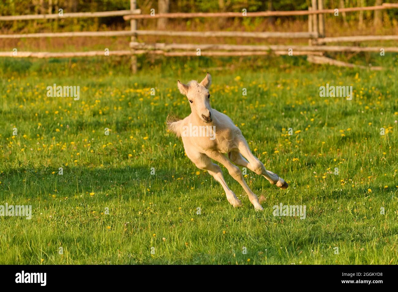 Horse, foal running on pasture in spring Stock Photo