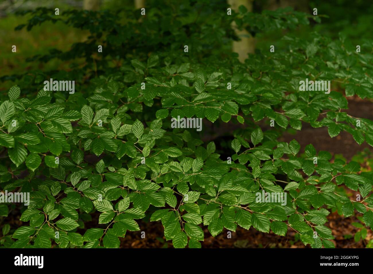 Leaves on a beech tree in summer in Germany Stock Photo