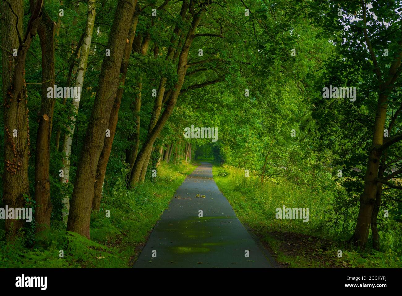 Cycle path in the early morning, along the way many different deciduous trees Stock Photo