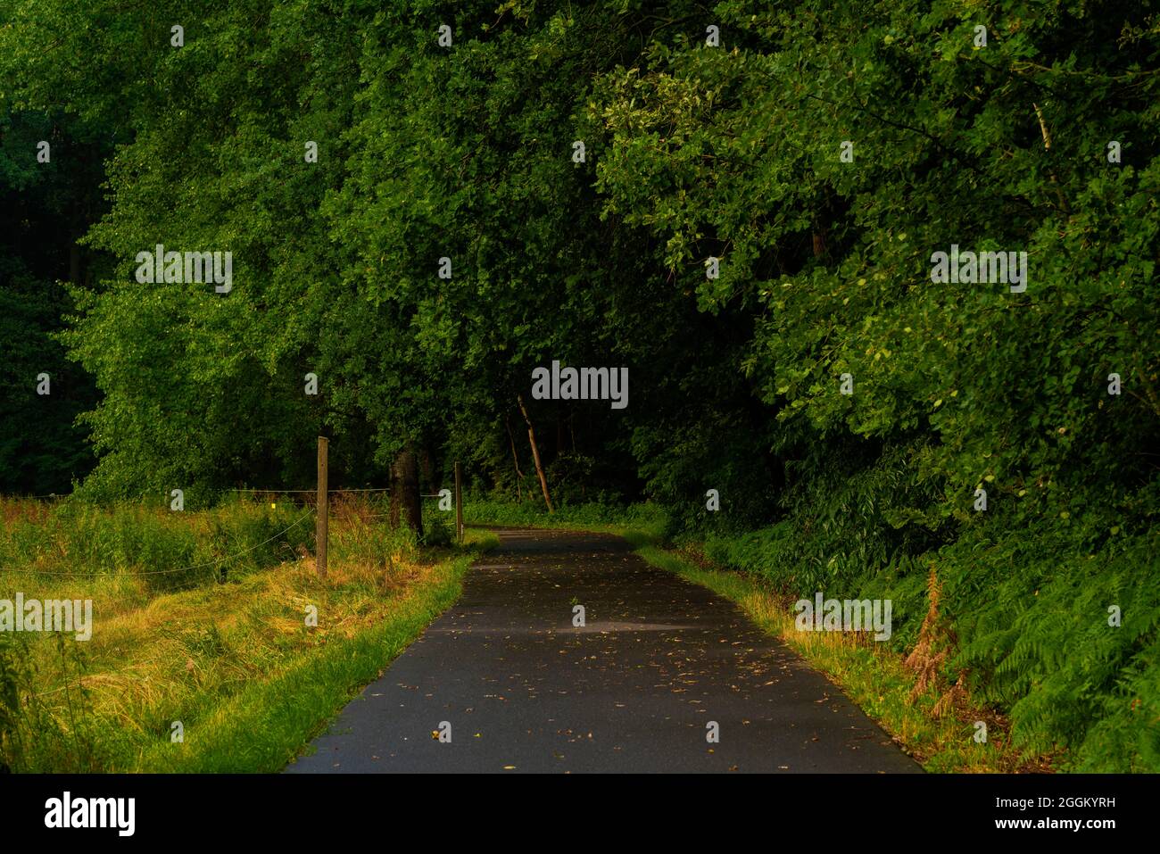 Cycle path in the early morning, dense deciduous forest along the way Stock Photo