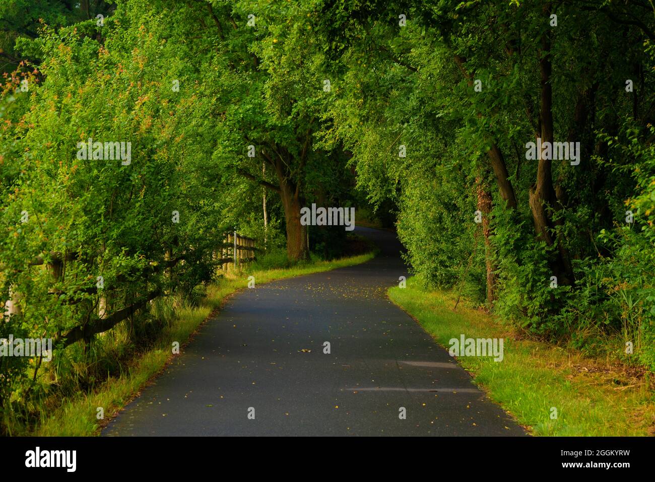 Bike path in the early morning, along the way a wooden fence and plum trees Stock Photo