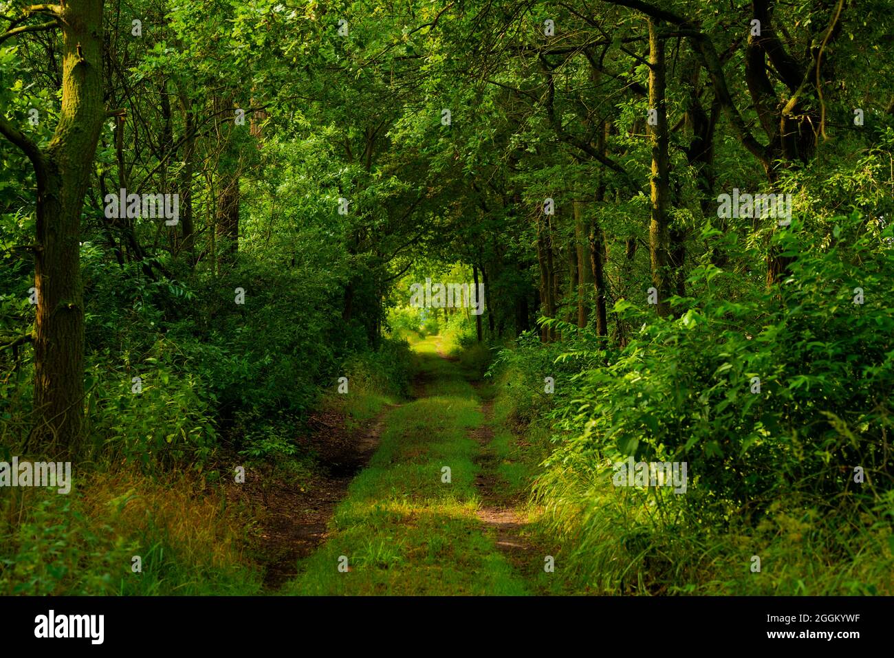 Forest road in the early morning in summer, along the way oak trees and green shrubs Stock Photo