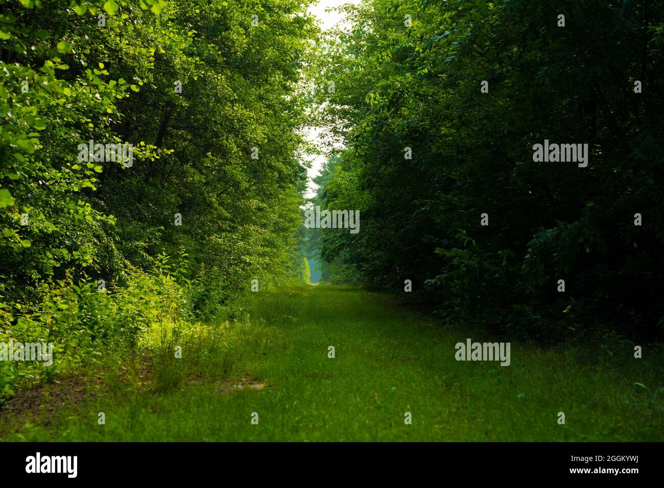 Forest path in the early morning in summer, Forest path completely overgrown with grass Stock Photo