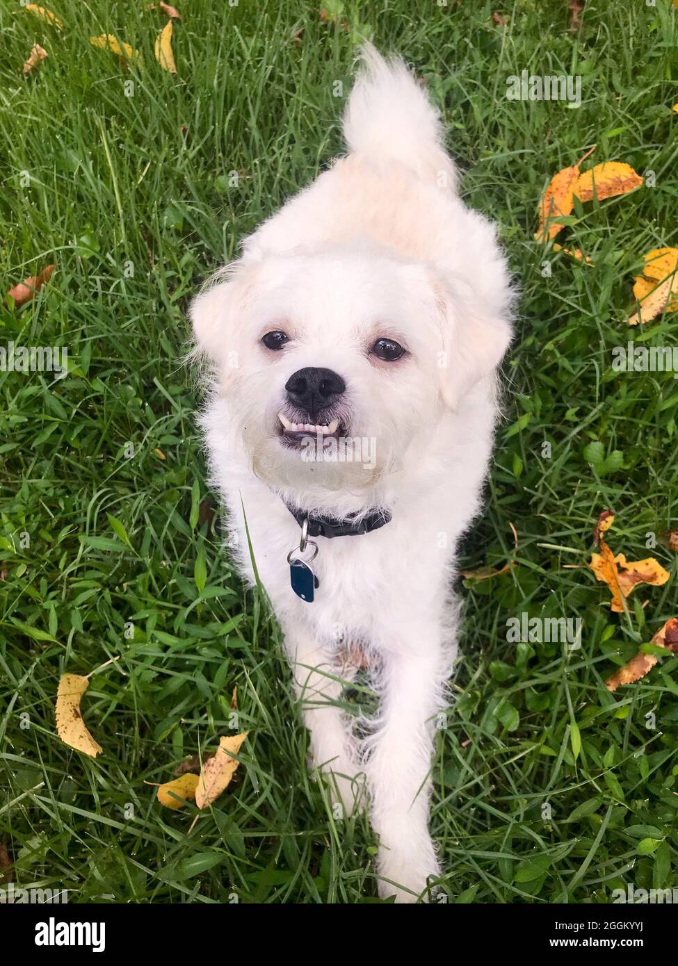 Small white mixed breed dog - USA Stock Photo