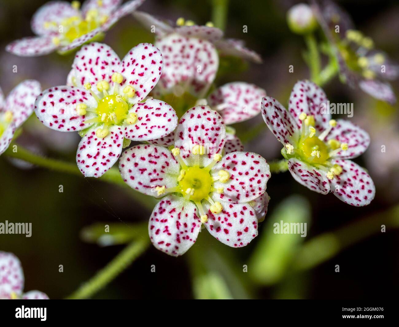 Little flowers of Saxifraga paniculata Dr Clay Stock Photo
