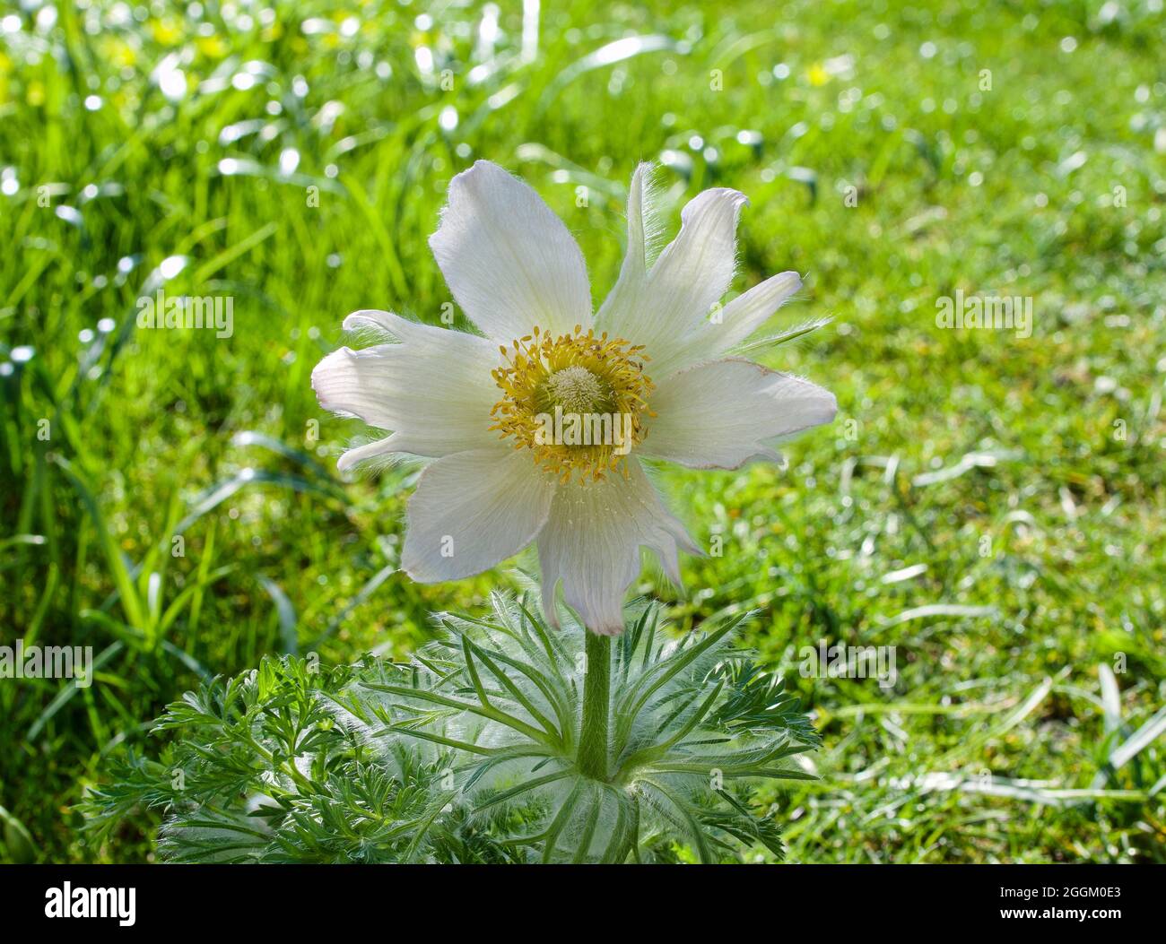 White flowering pasque flower (Pulsatilla vulgaris), Alba, flowering, Bavaria, Germany, Europe Stock Photo