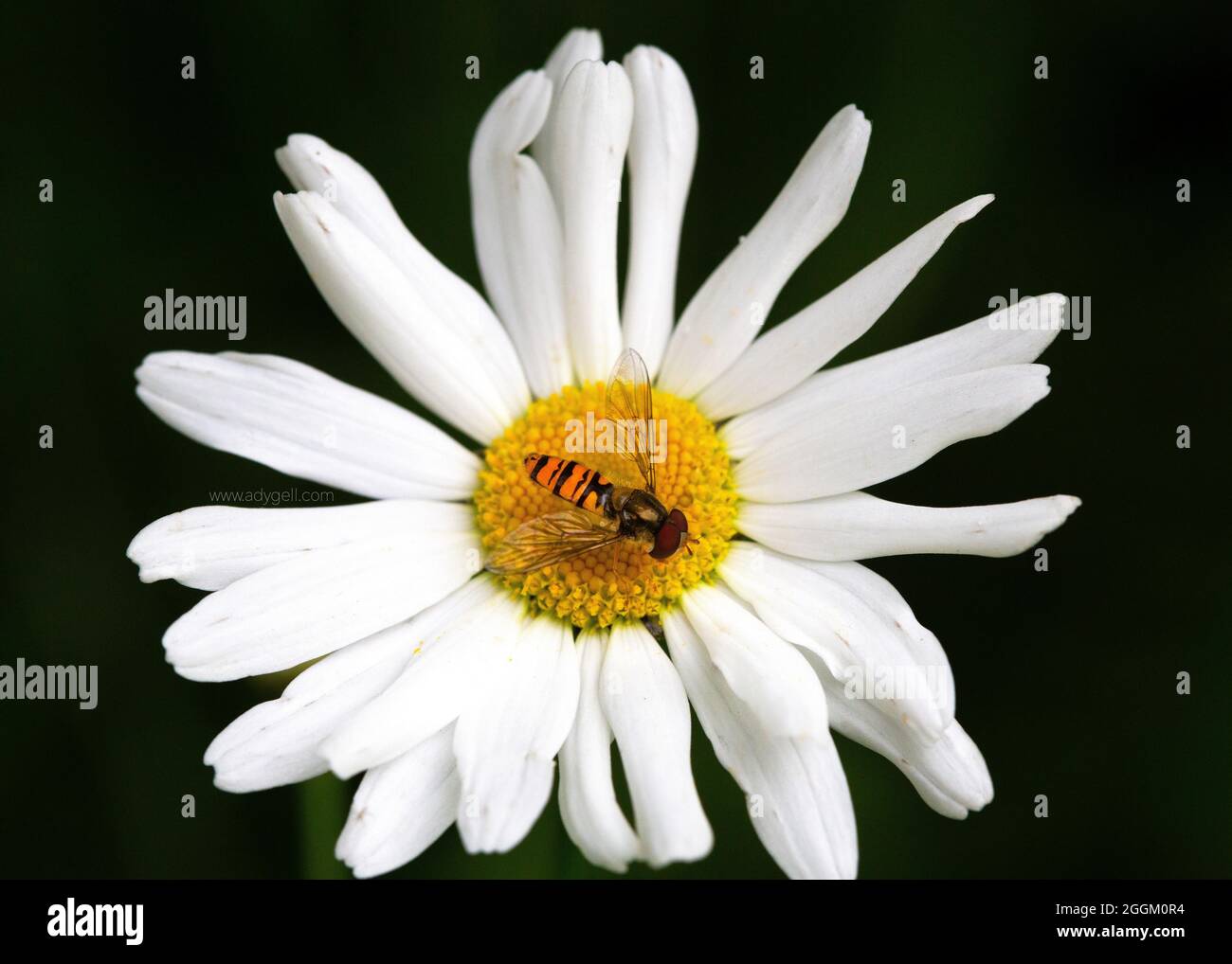 A hover fly sitting in the middle of the head of a dog daisy flower gathering nectar Stock Photo