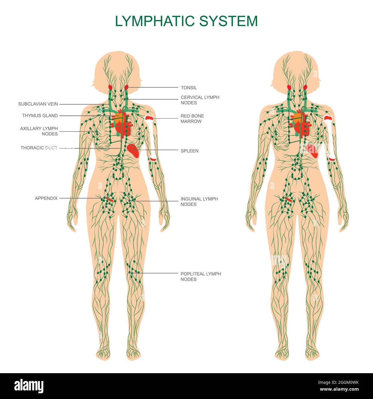 human anatomy, lymphatic system, medical illustration, lymph nodes Stock Vector