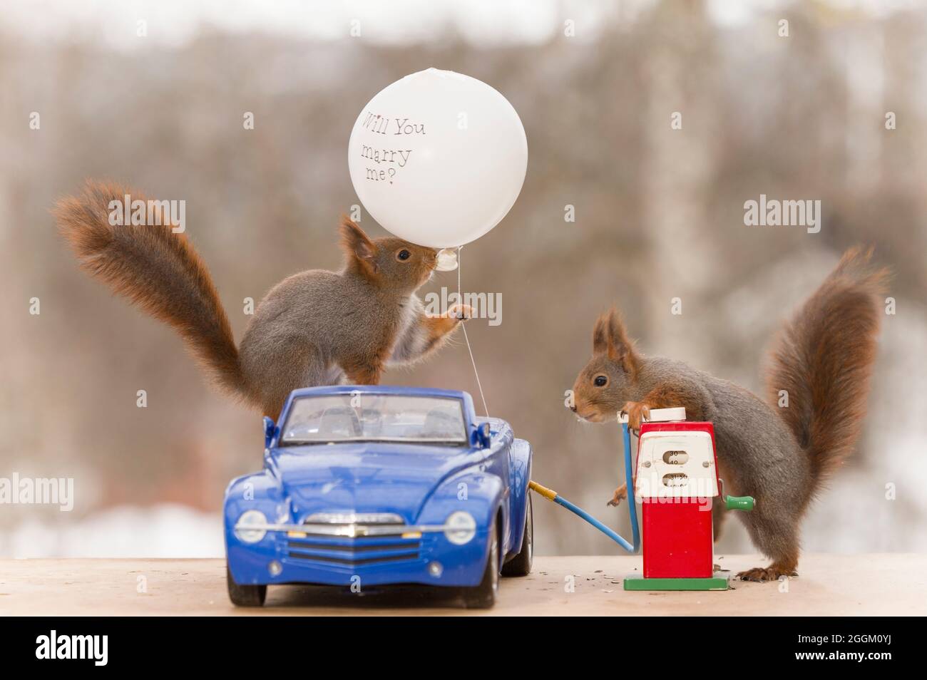 авто белка. белочка на машине. машина белочка. автомобиль белка. белка таксист.