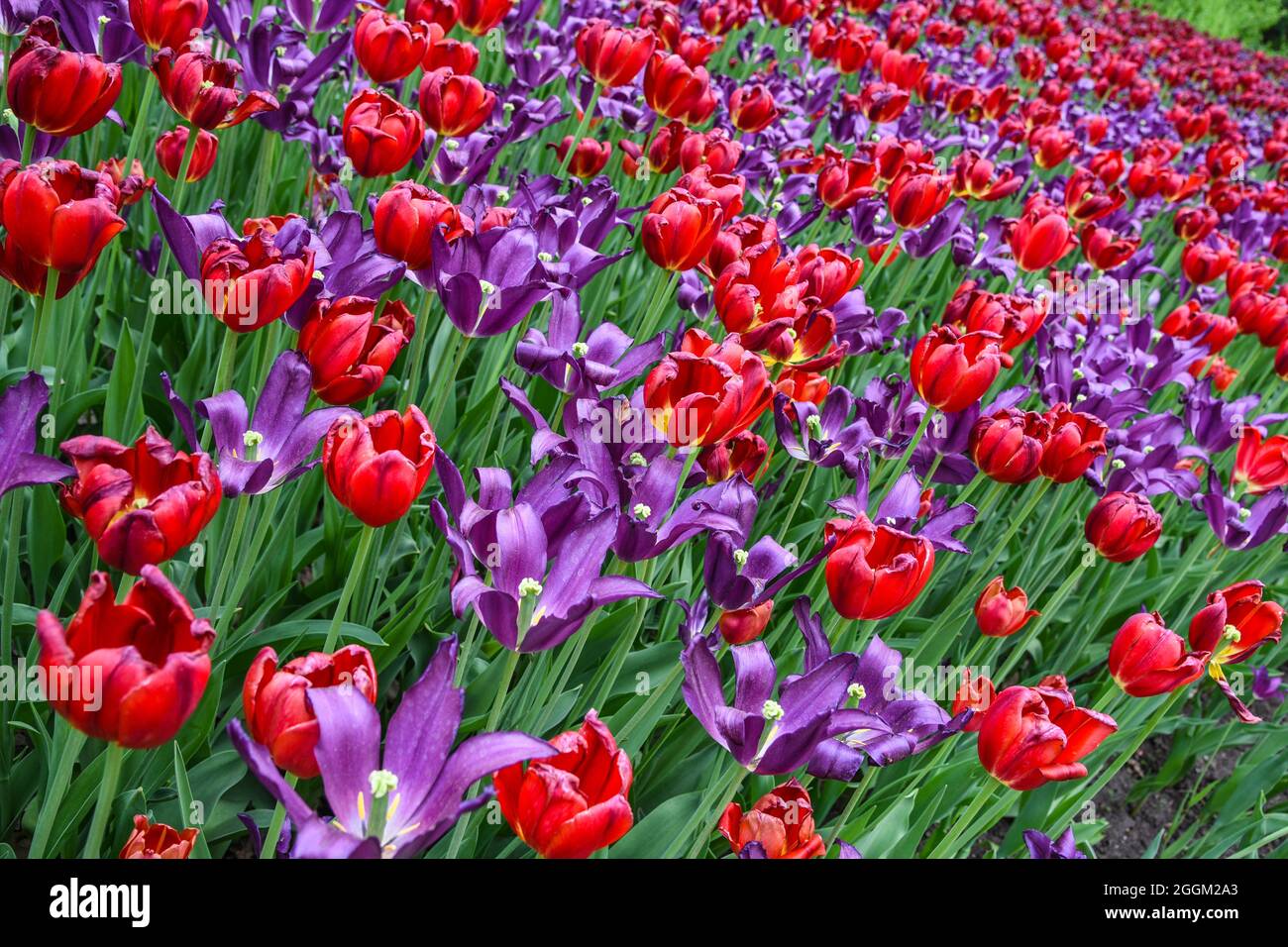 Tulip Season Stock Photo