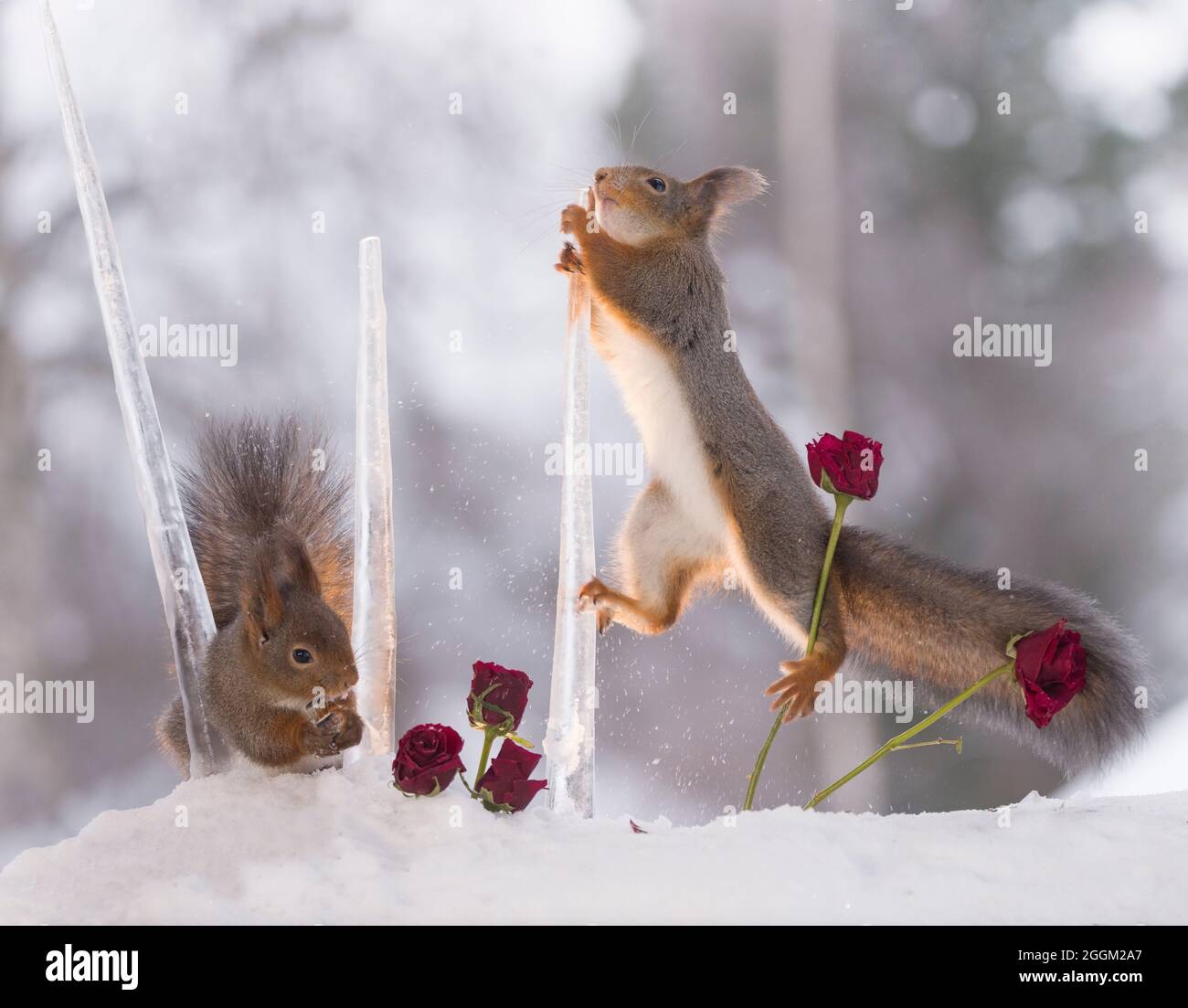 red squirrels are climbing in icicles with roses Stock Photo Alamy