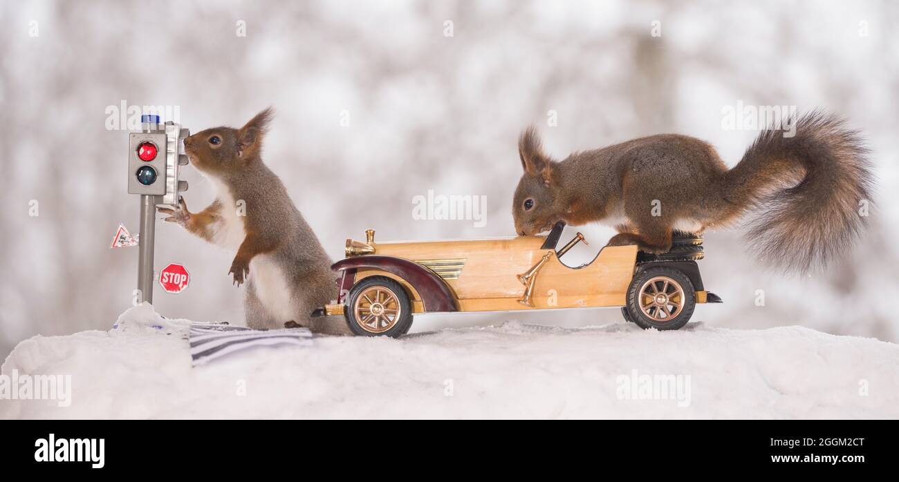 red squirrels is waiting for a traffic light and on a car in the snow Stock Photo
