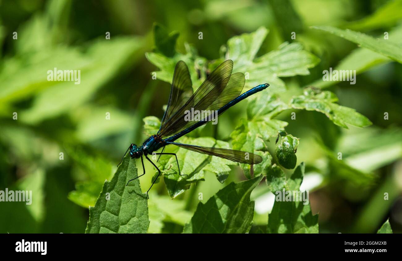 Dragonfly on a green leaf in the garden Stock Photo - Alamy